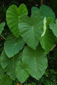 فروش گیاه بابا آدم